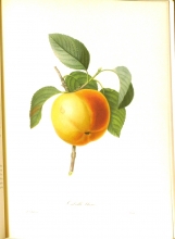 Redouté fruits and flowers 01/24